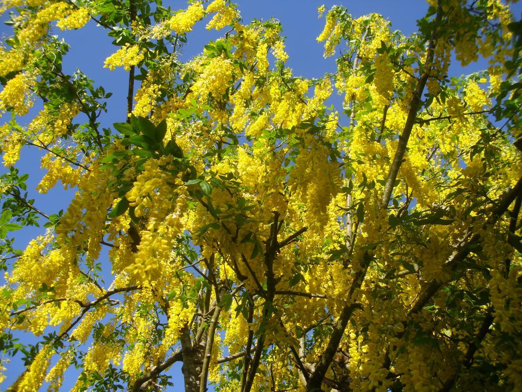 Laburnum B&B Kenmare Dış mekan fotoğraf